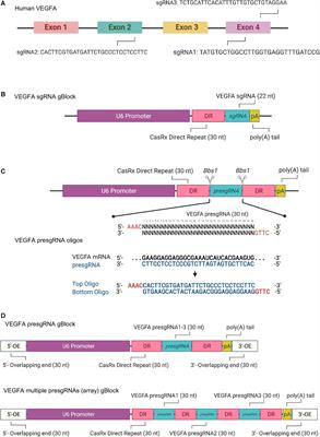 Methods for in vitro CRISPR/CasRx-Mediated RNA Editing